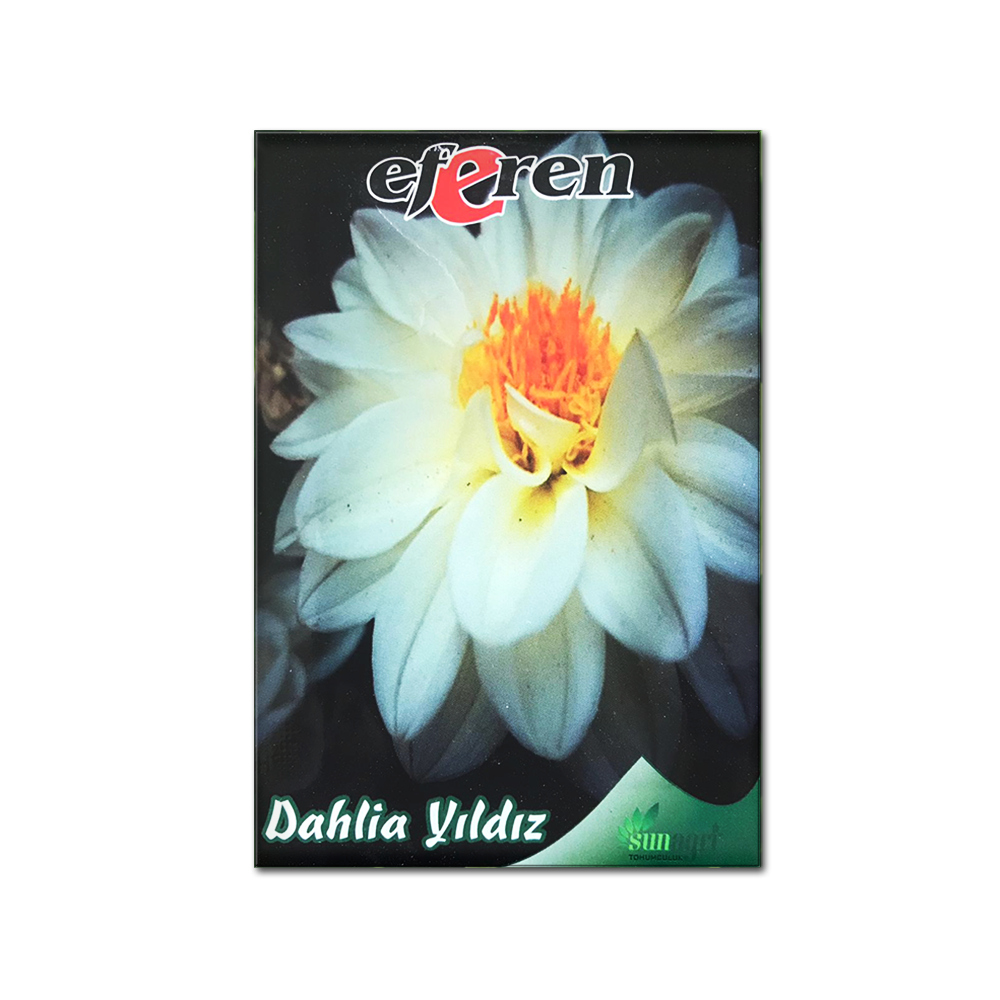 DAHLİHA YILDIZI TOHUMU