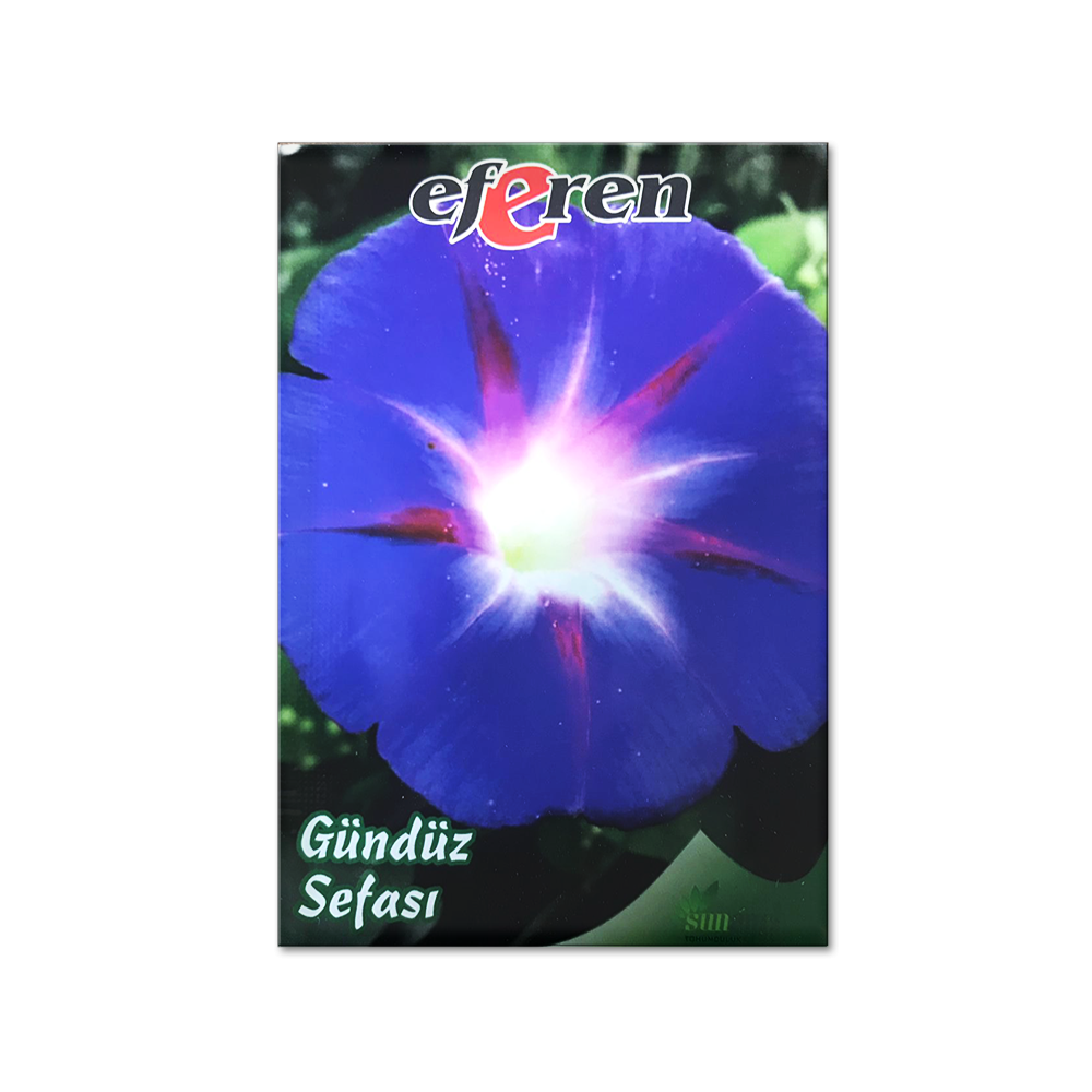 GÜNDÜZ SEFASI TOHUMU