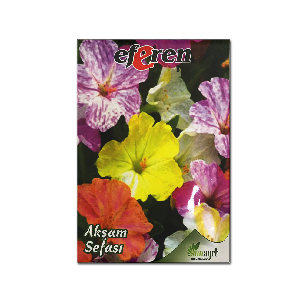AKŞAM SEFASI TOHUMU