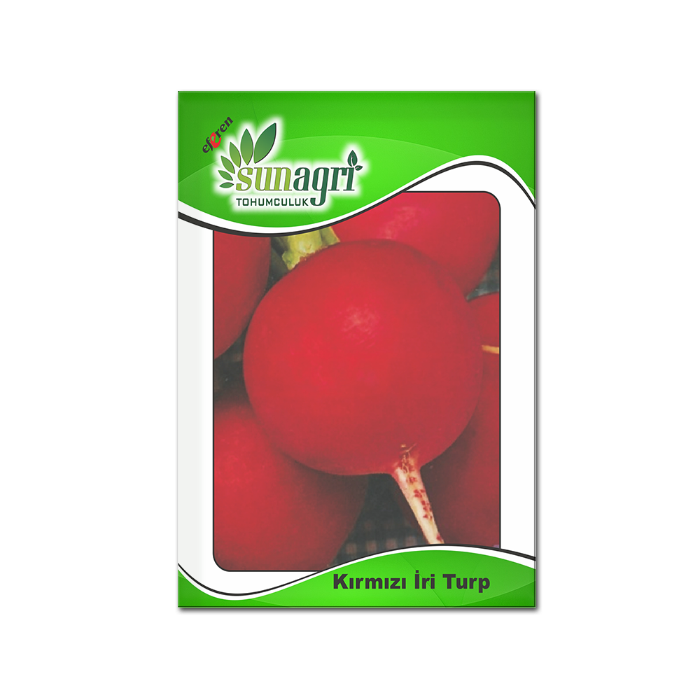 KIRMIZI İRİ TURP
