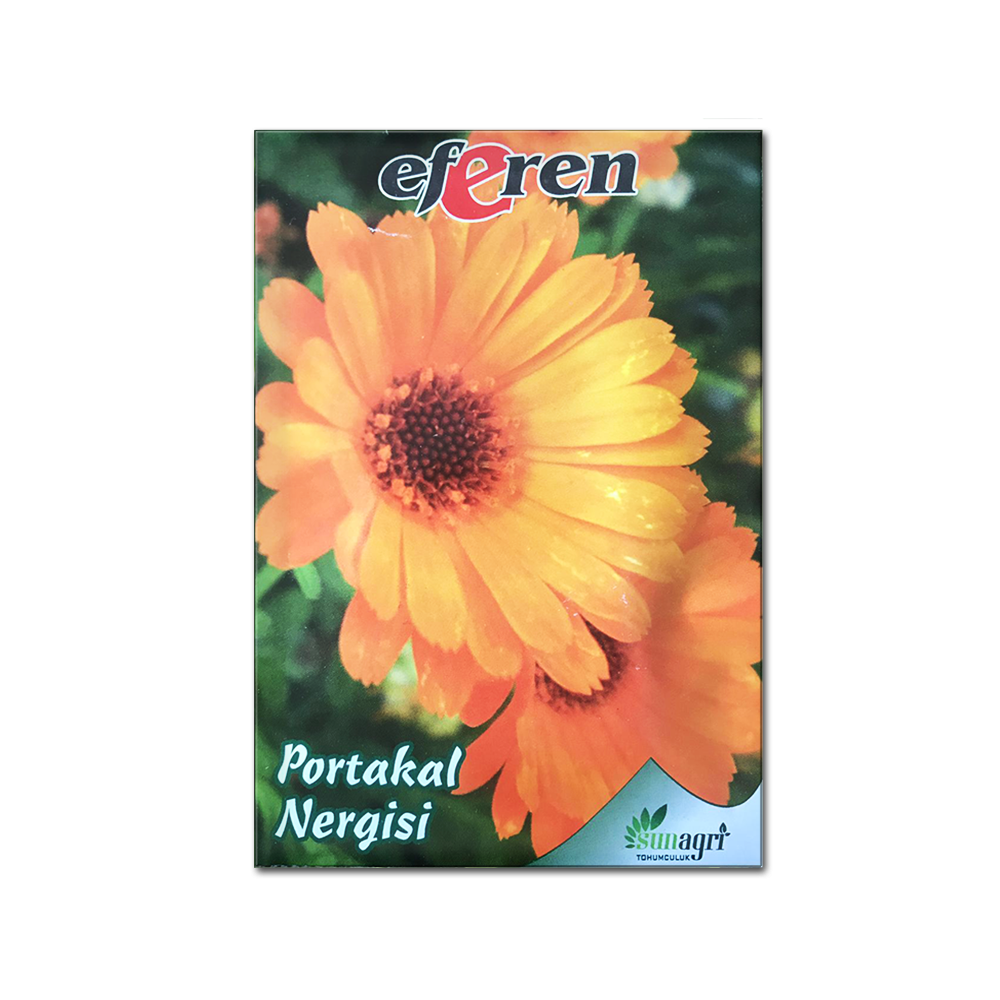 PORTAKAL NERGİSİ TOHUMU