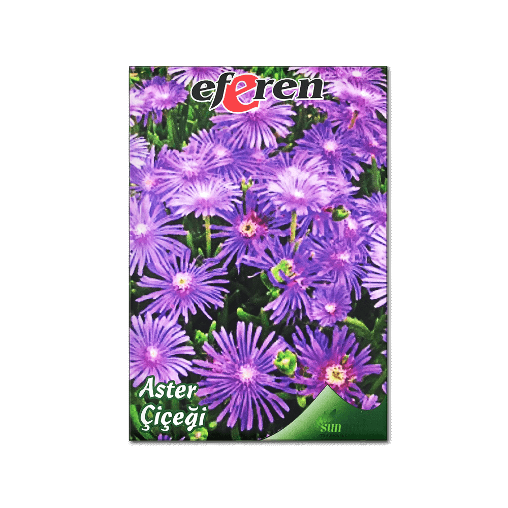 ASTER ÇİÇEĞİ TOHUMU