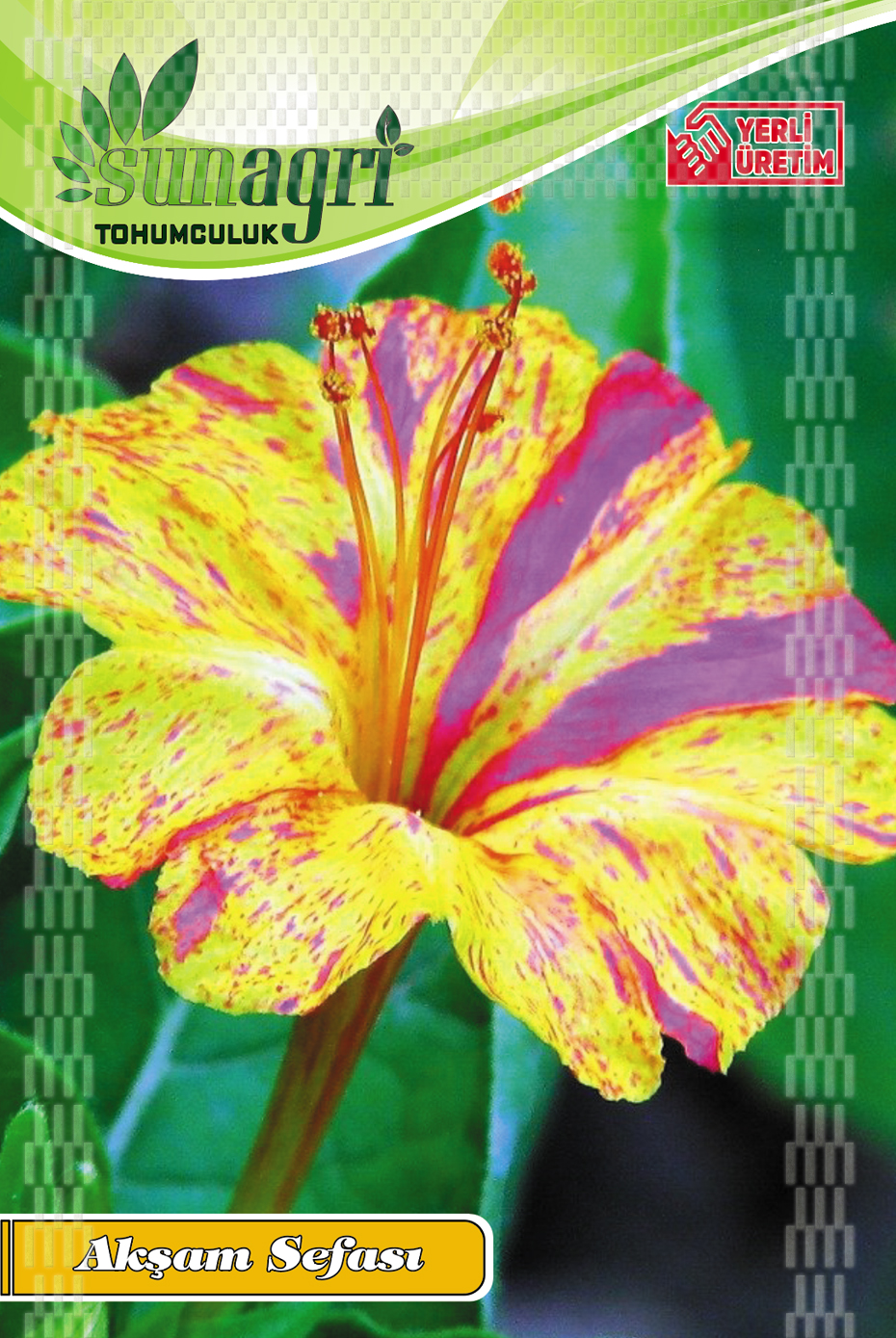 AKŞAM SEFASI TOHUMU