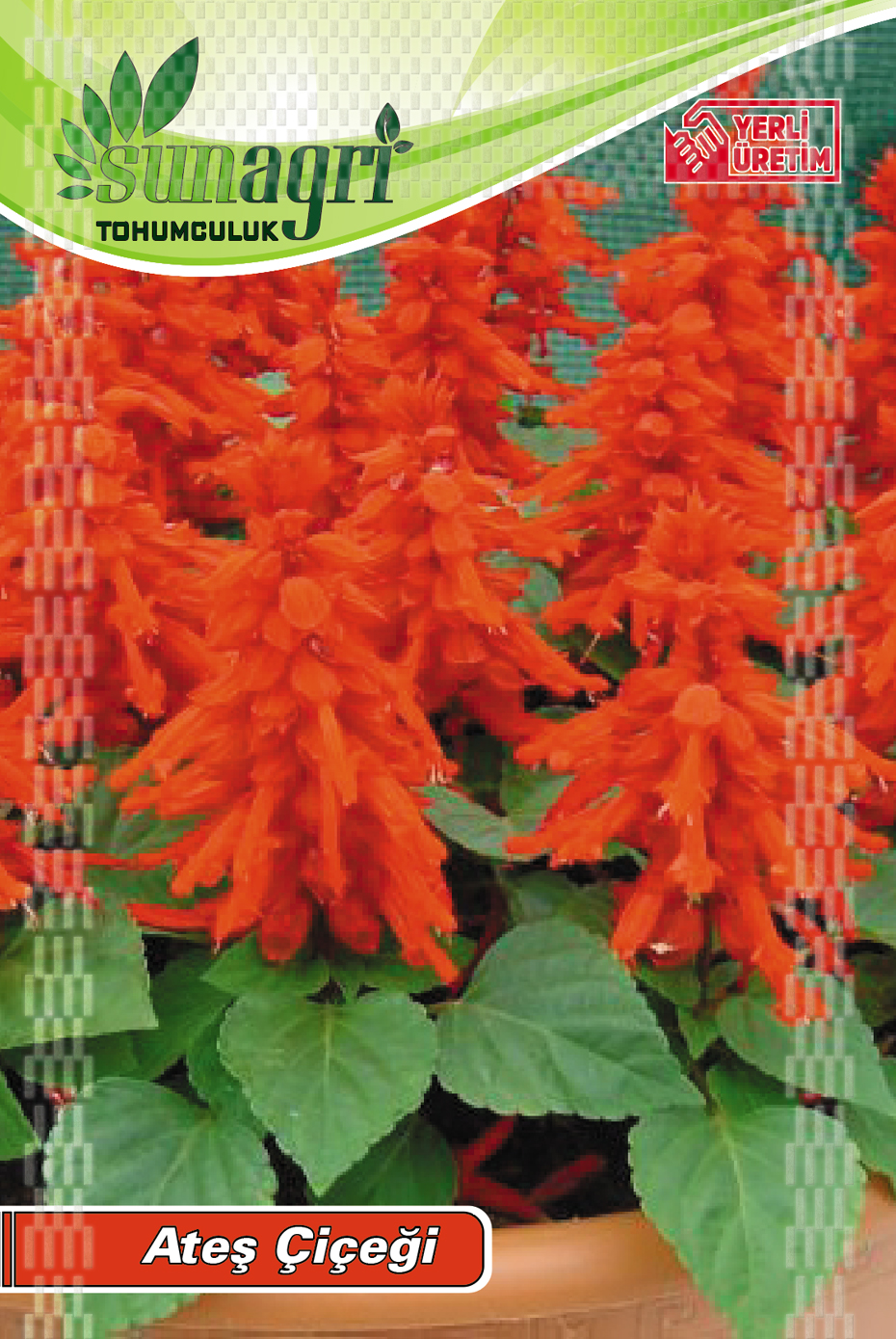 ATEŞ ÇİÇEĞİ TOHUMU