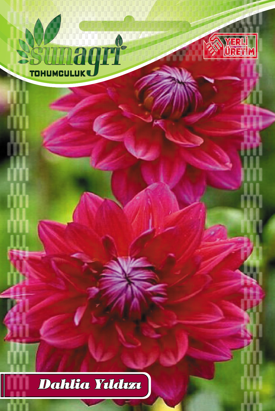 DAHLİHA YILDIZI TOHUMU
