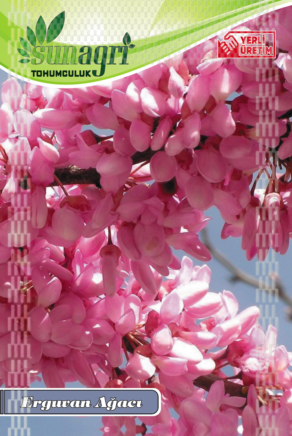 ERGUVAN AĞACI TOHUMU
