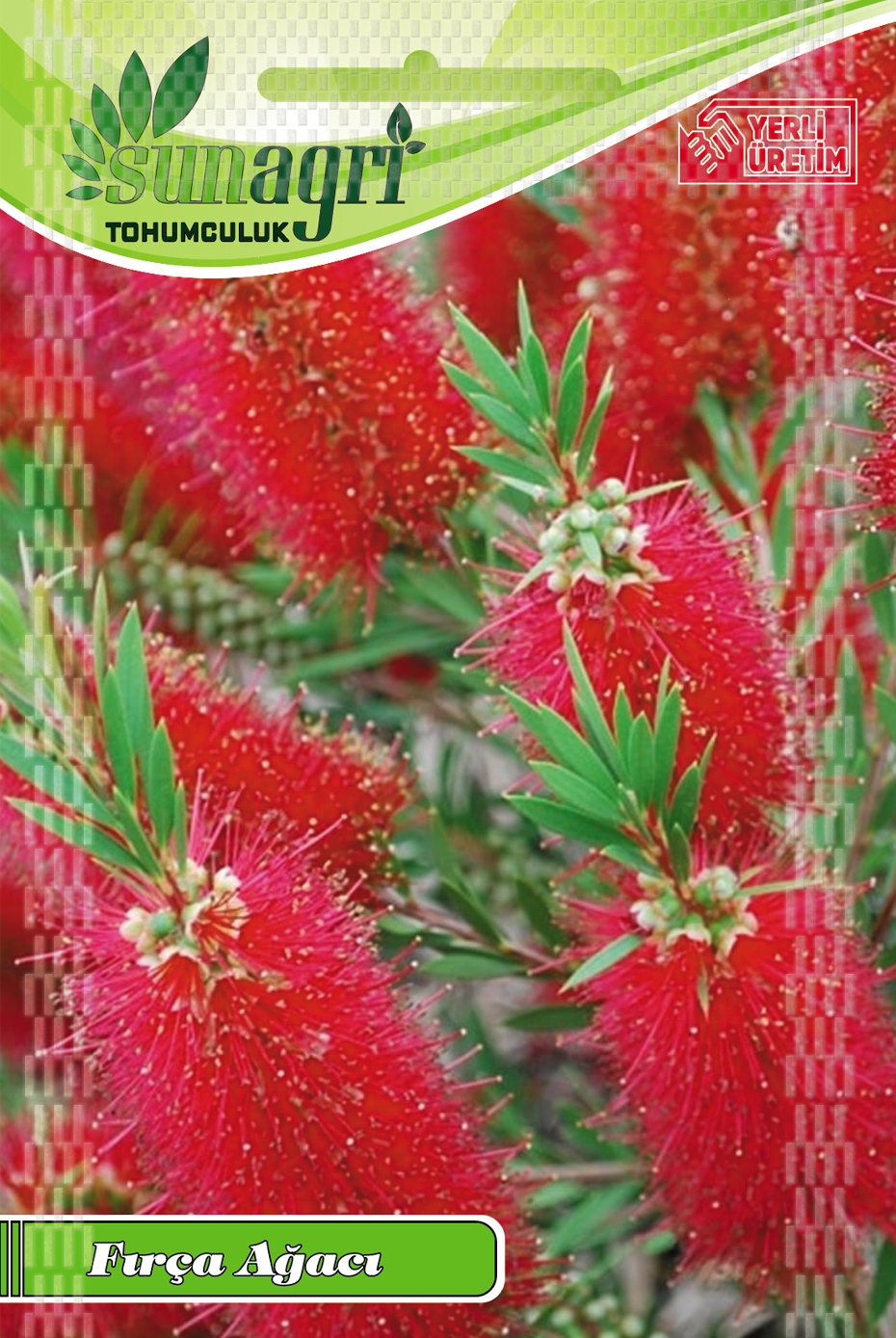 FIRÇA AĞACI TOHUMU