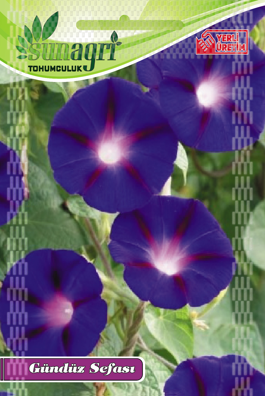 GÜNDÜZ SEFASI TOHUMU