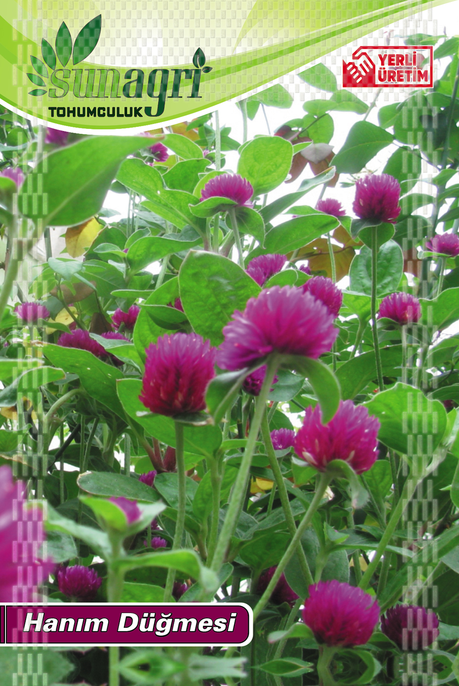 HANIM DÜĞMESİ TOHUMU