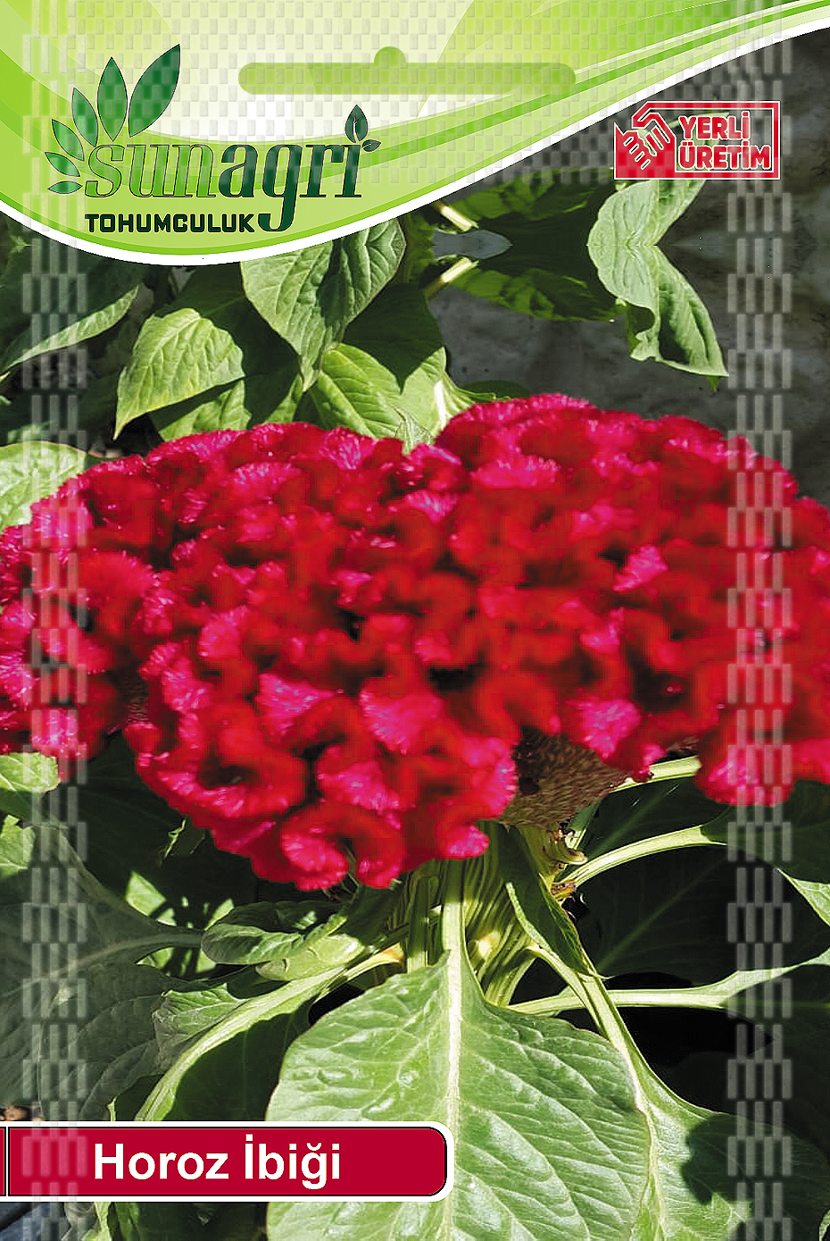 HOROZ İBİĞİ TOHUMU