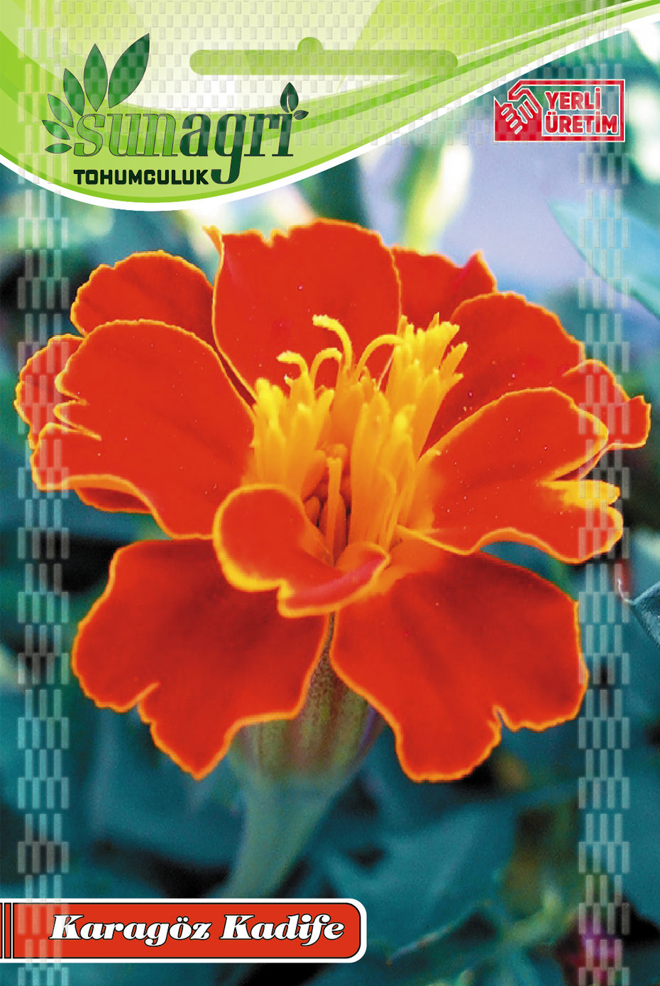 KARAGÖZ KADİFE TOHUMU