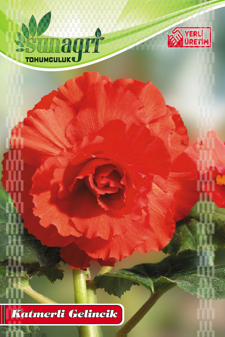 KATMERLİ GELİNCİK TOHUMU