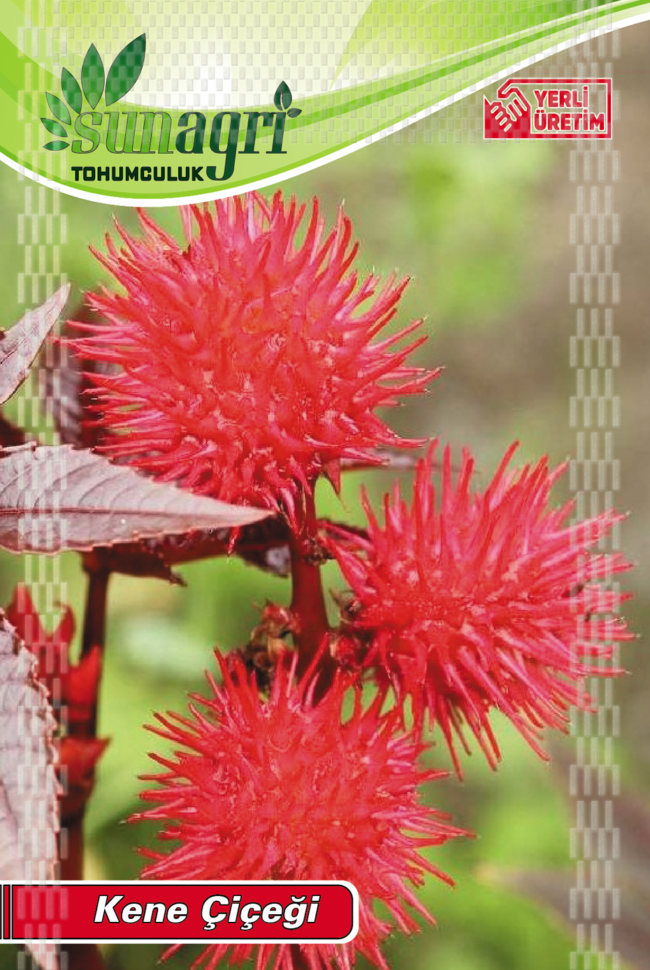 KENE ÇİÇEĞİ TOHUMU