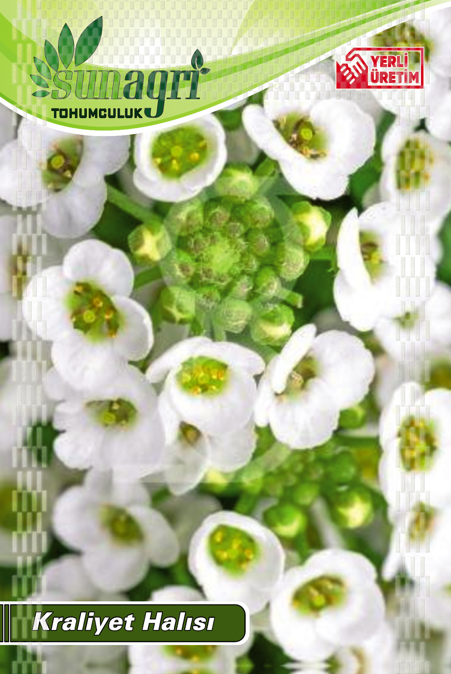 KRALİYET HALISI TOHUMU