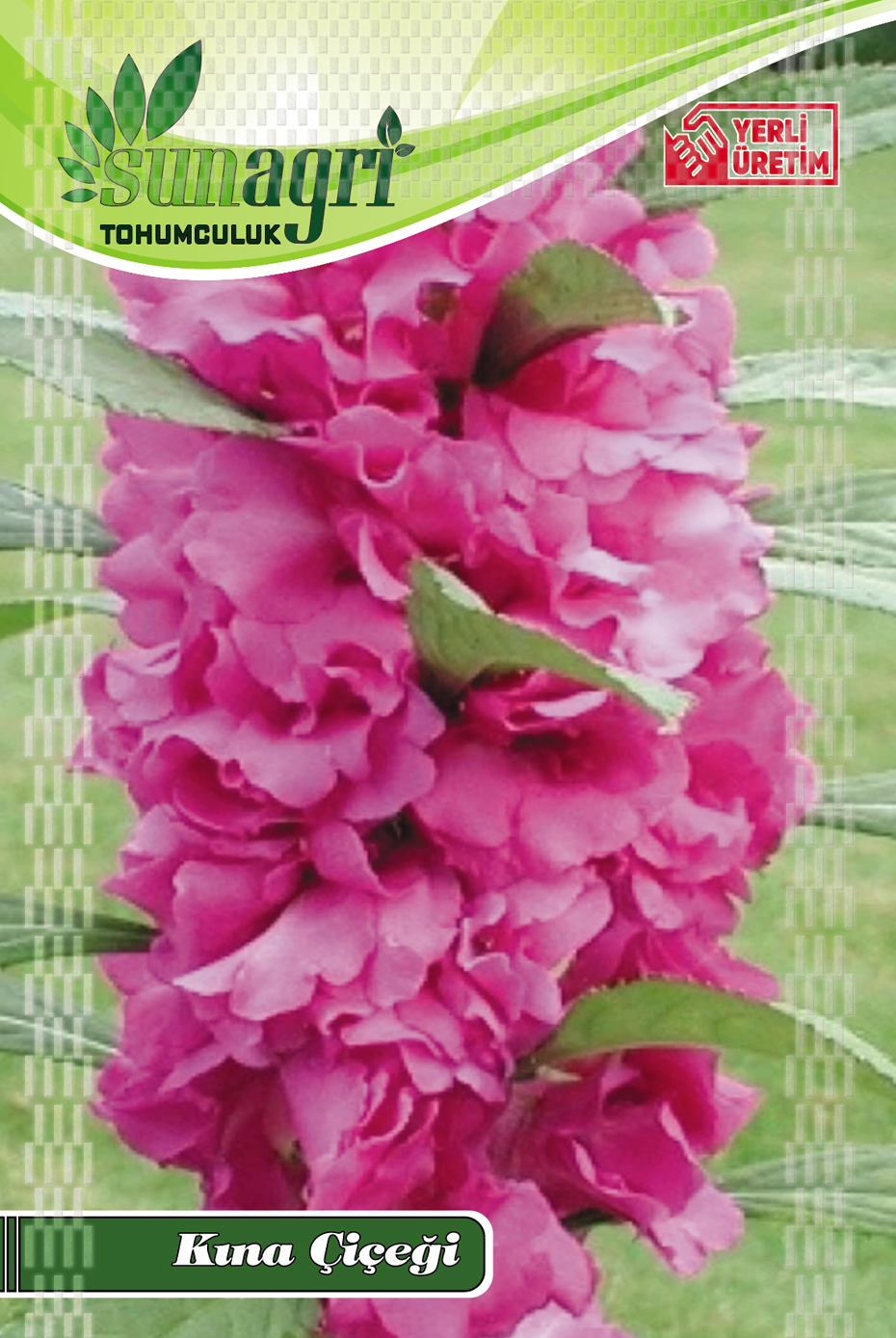 KINA ÇİÇEĞİ TOHUMU