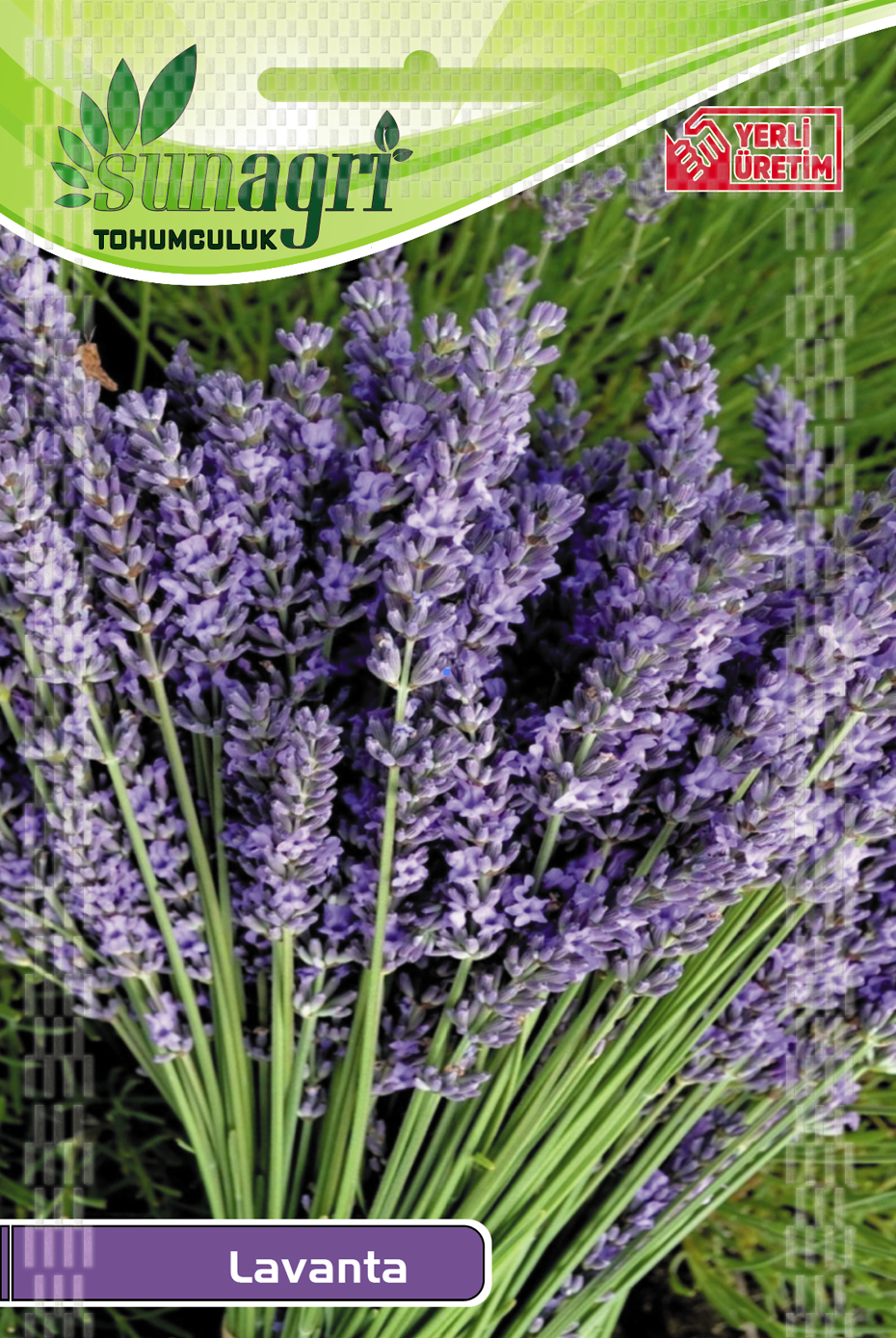 LAVANTA TOHUMU