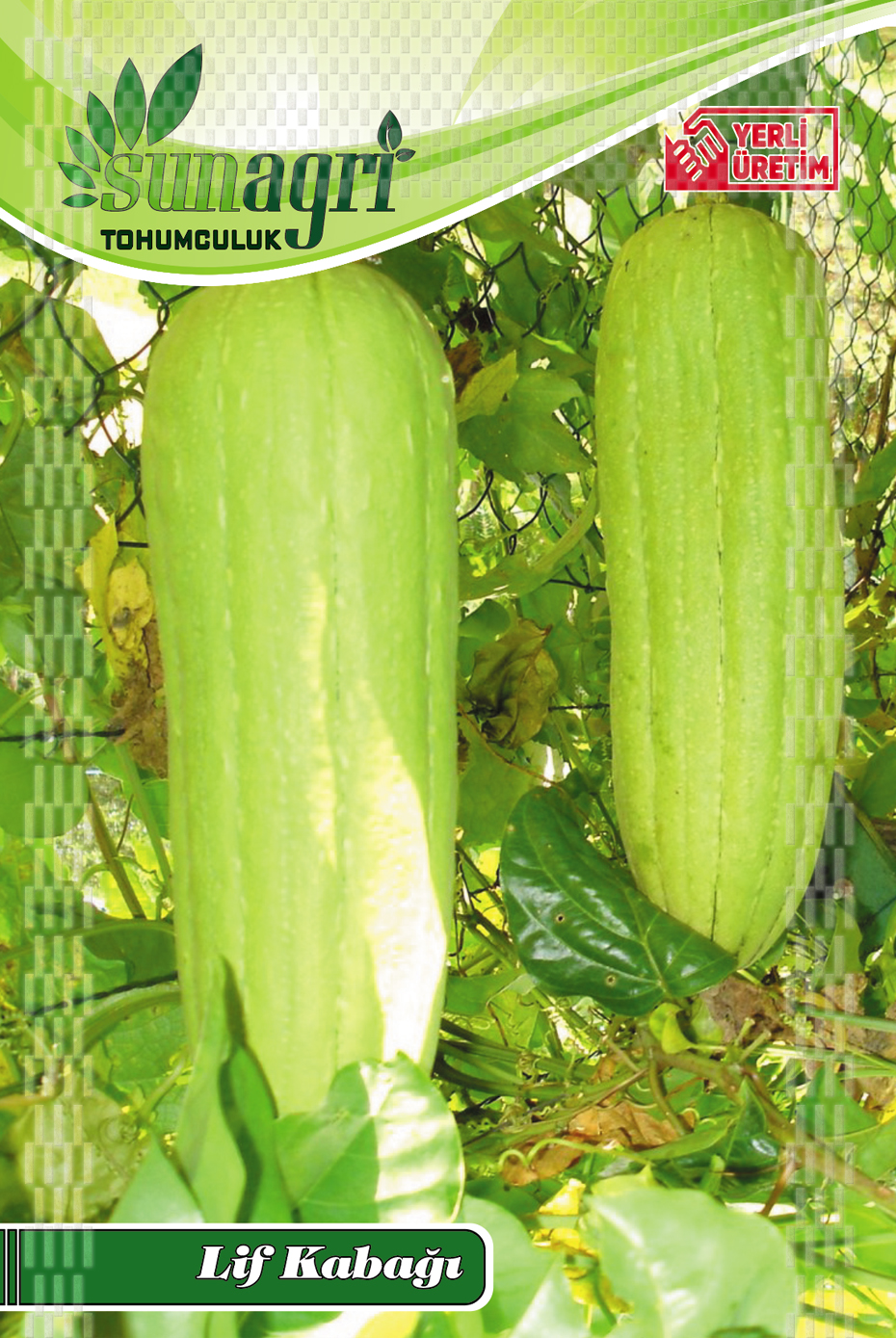 LİF KABAĞI TOHUMU