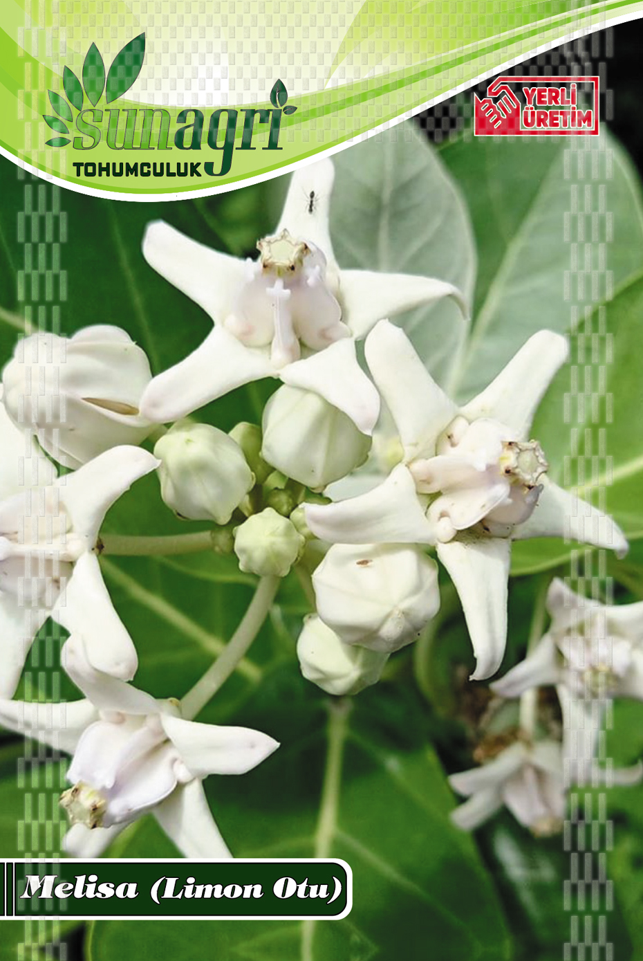 MELİSA TOHUMU