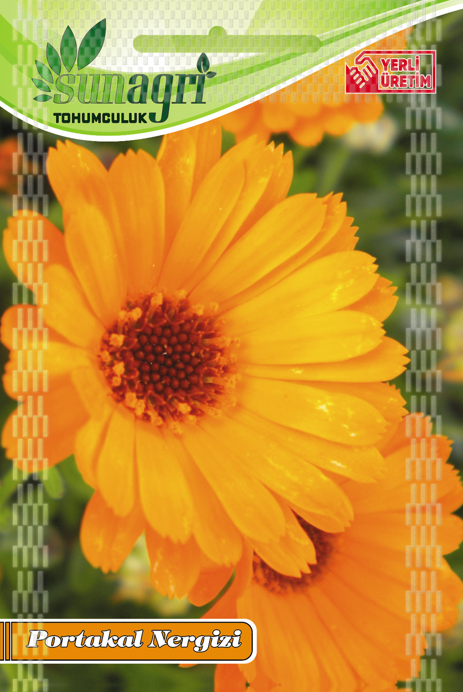 PORTAKAL NERGİSİ TOHUMU