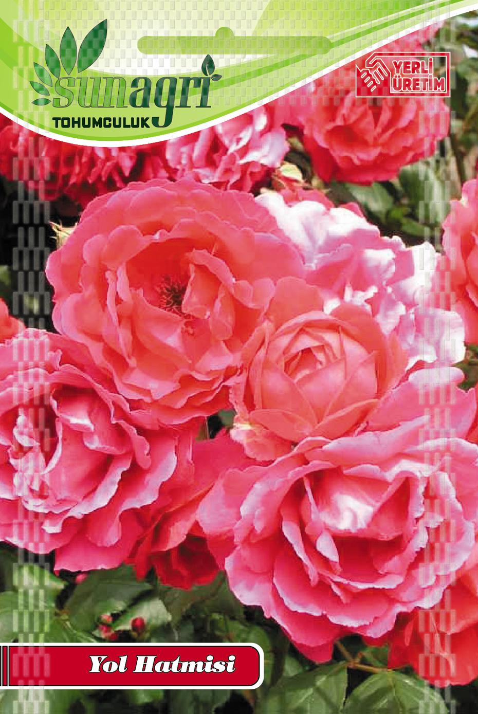 HATMİ ÇİÇEĞİ TOHUMU