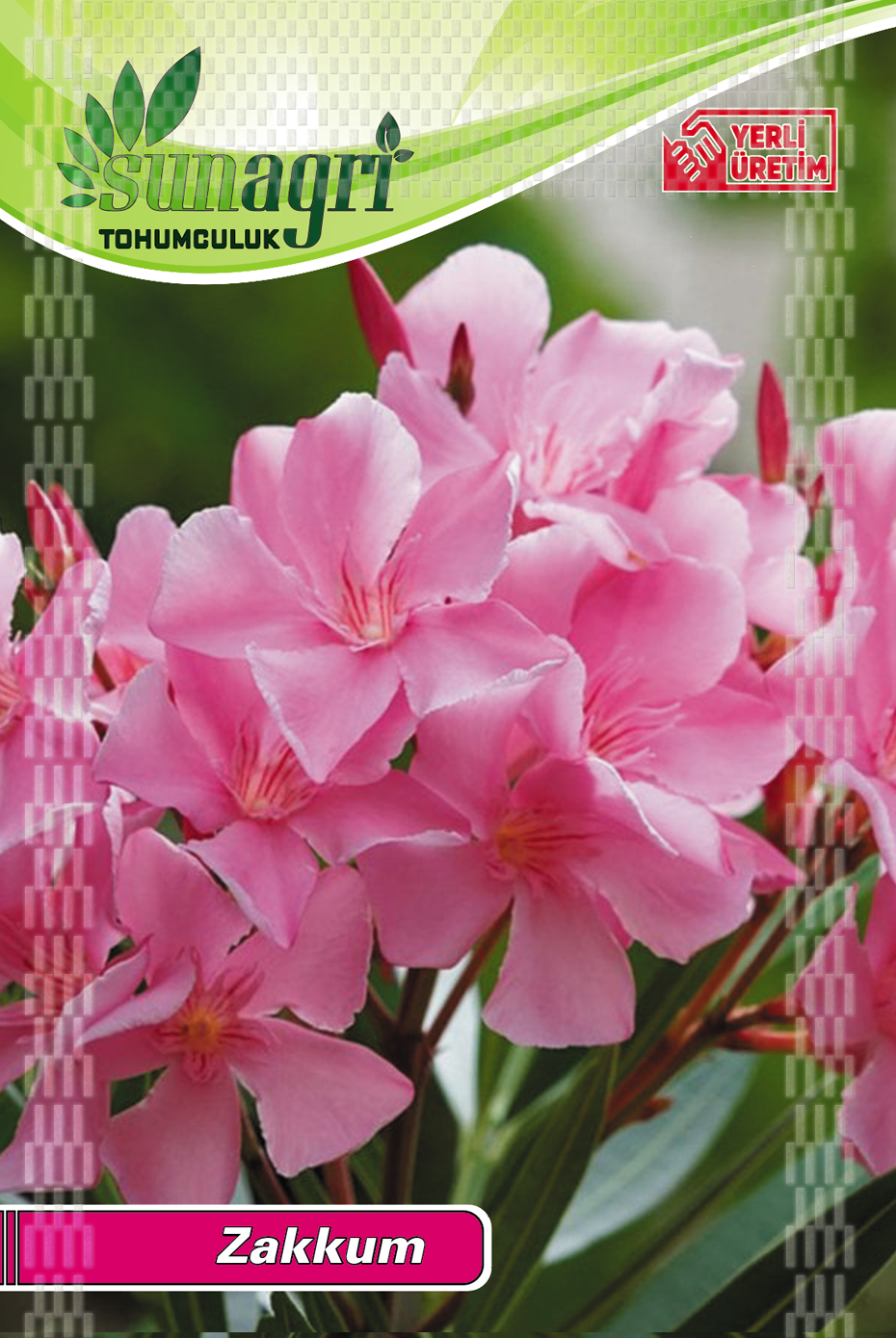 ZAKKUM AĞACI TOHUMU