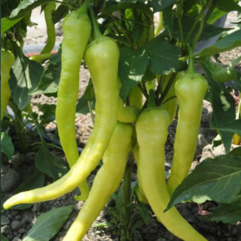 BİBER ÇORBACI SARI SİVRİ