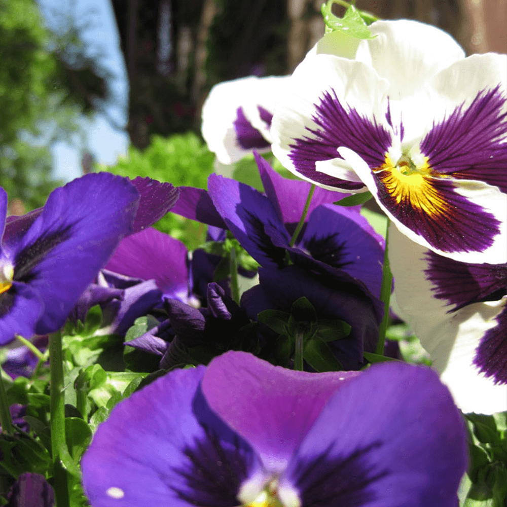 HERCAİ MENEKŞE TOHUMU