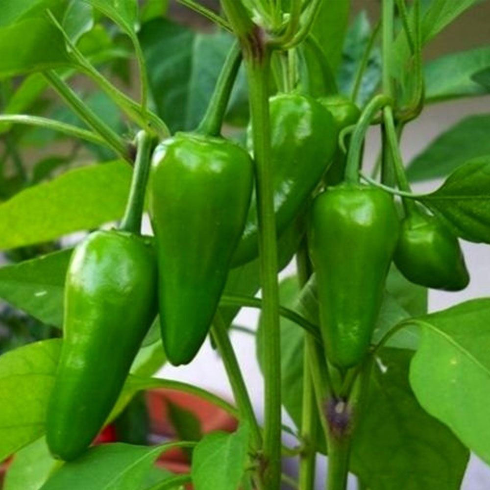 BİBER CİN BİBERİ