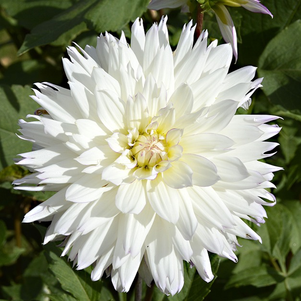 DAHLİHA YILDIZI TOHUMU