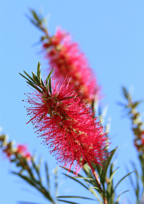 FIRÇA AĞACI TOHUMU