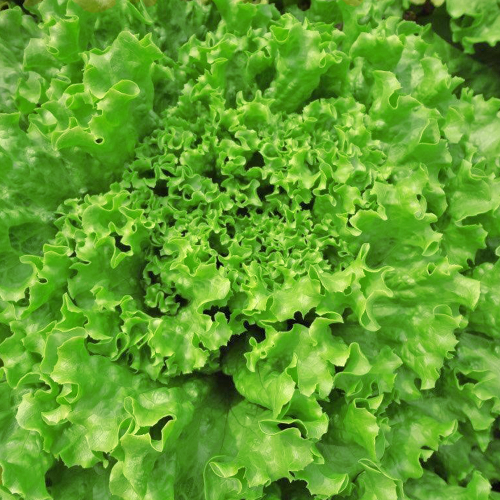 MARUL KIŞLIK KIVIRCIK